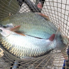 Thuần dưỡng cá quý trên sông Đà